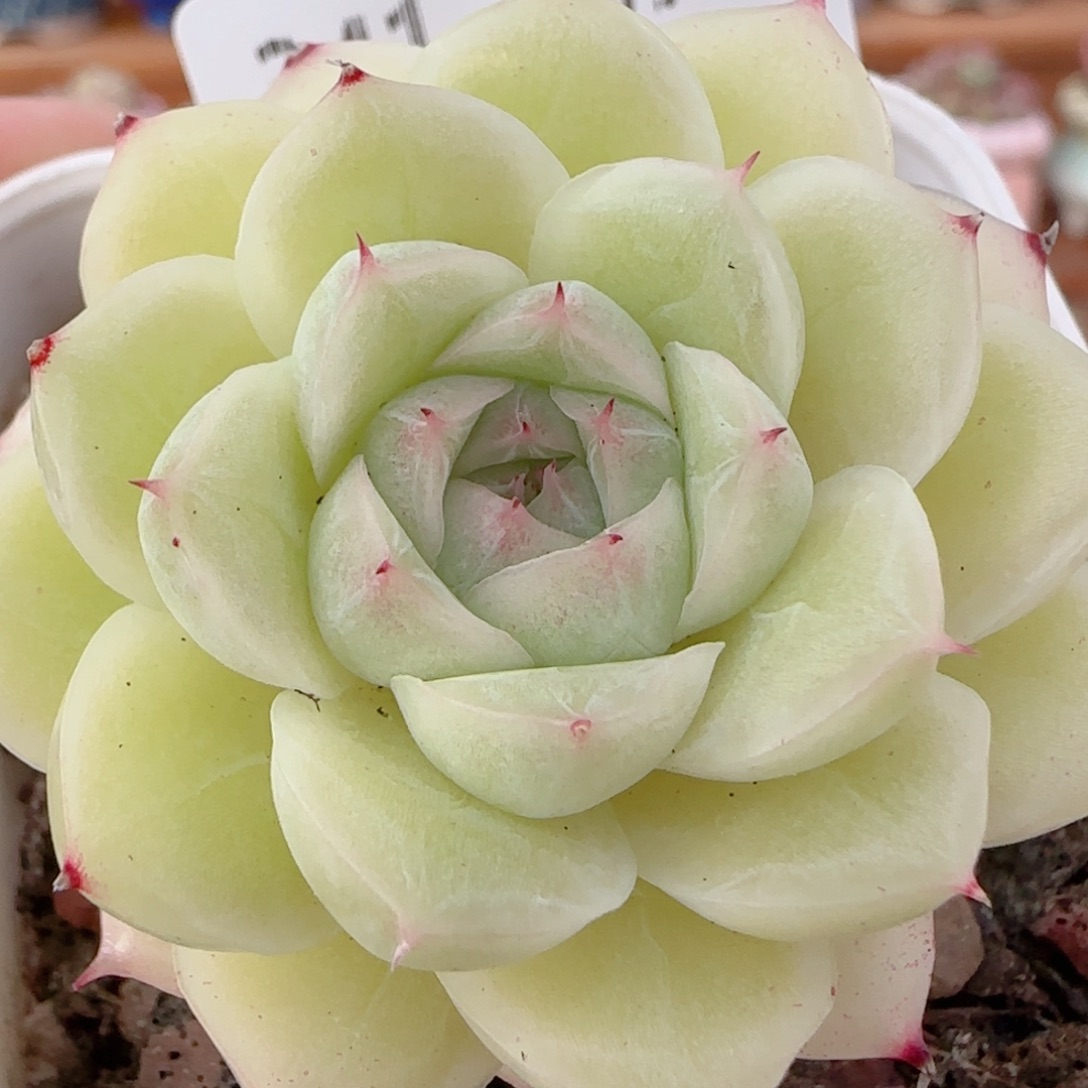 花语多肉1204-341