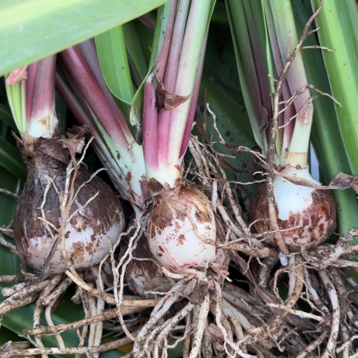 无花朵峡***个三颗杂交开花不售后