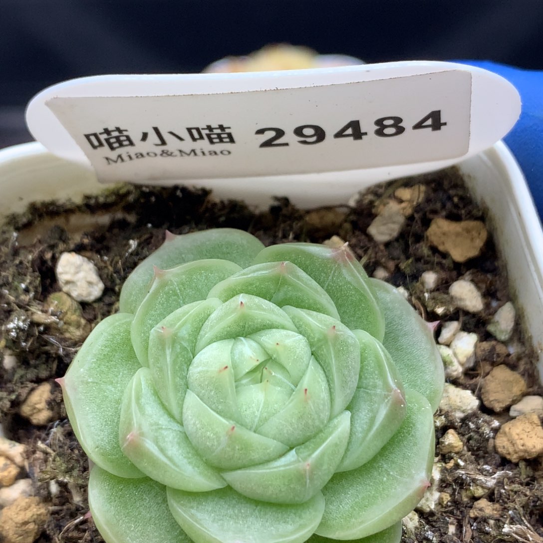 多肉植物杂交珍妮