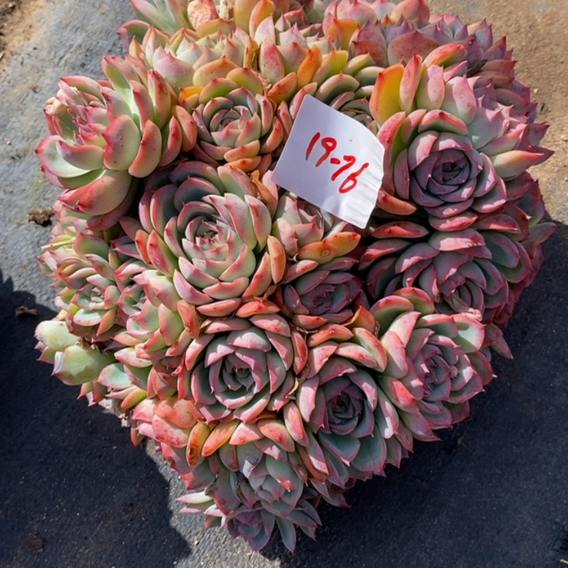 【闪购商品】丁**啷多肉植物