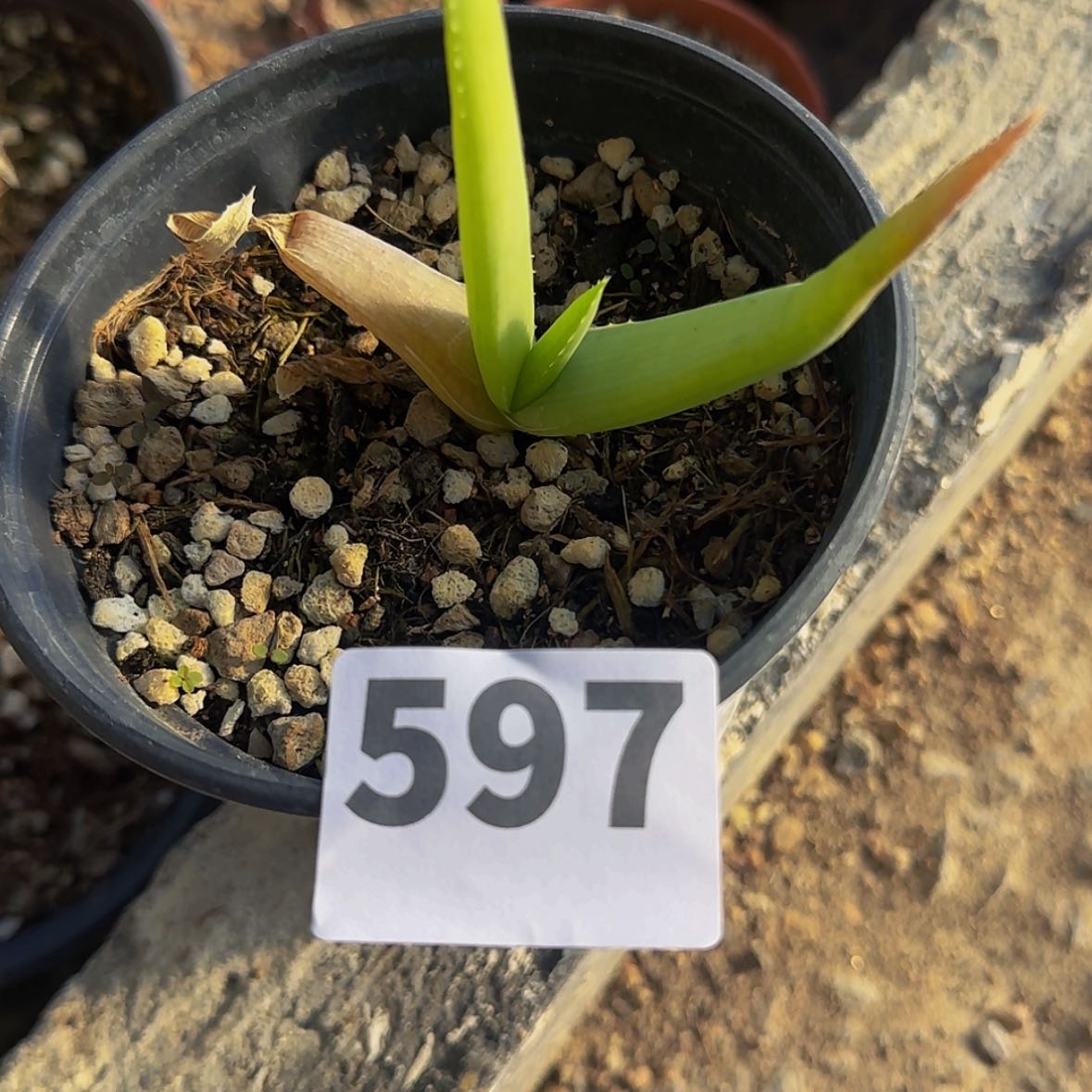 【闪购商品】天*块根植物