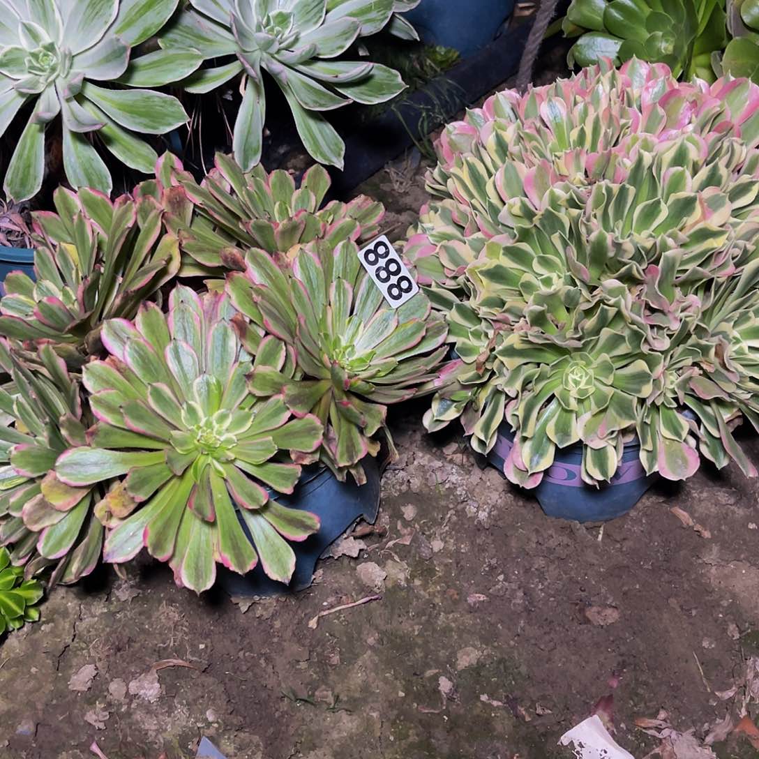 两盆法师13/14包邮法师