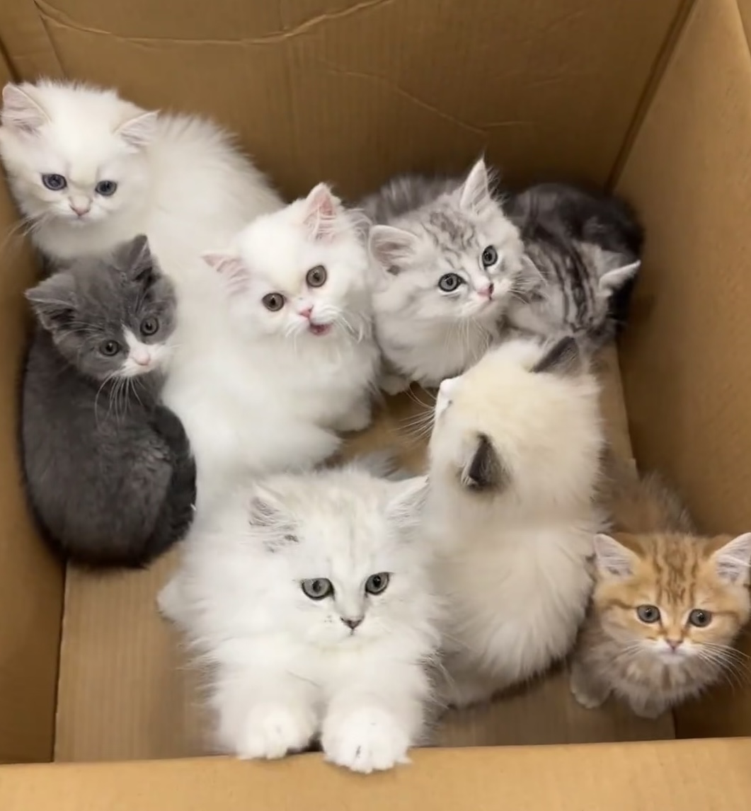 喵了个咪全品种健康路费专用链接活体龟