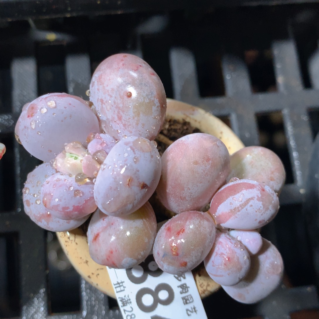 5CM拇指盆精控多肉ZF884