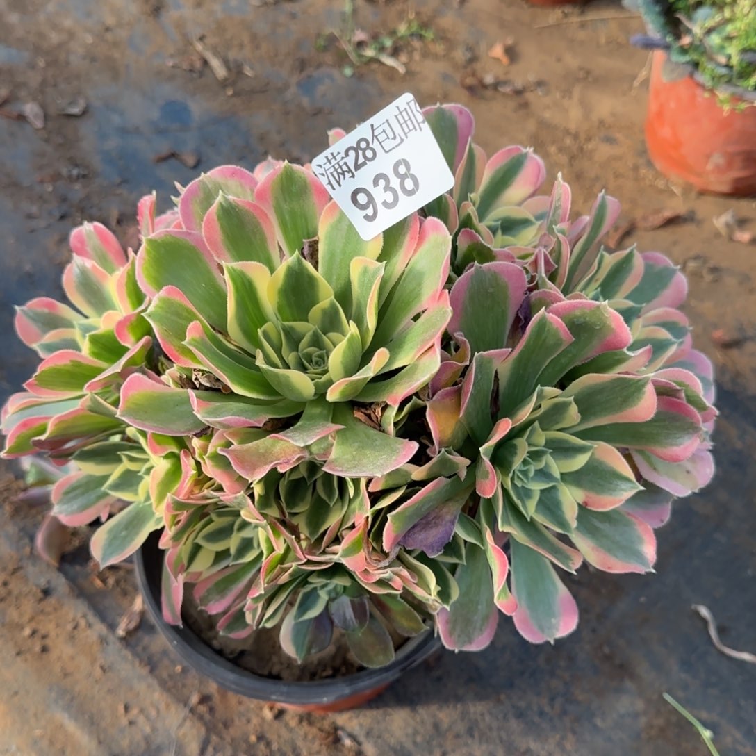 白凤多肉938满28包邮断枝不包