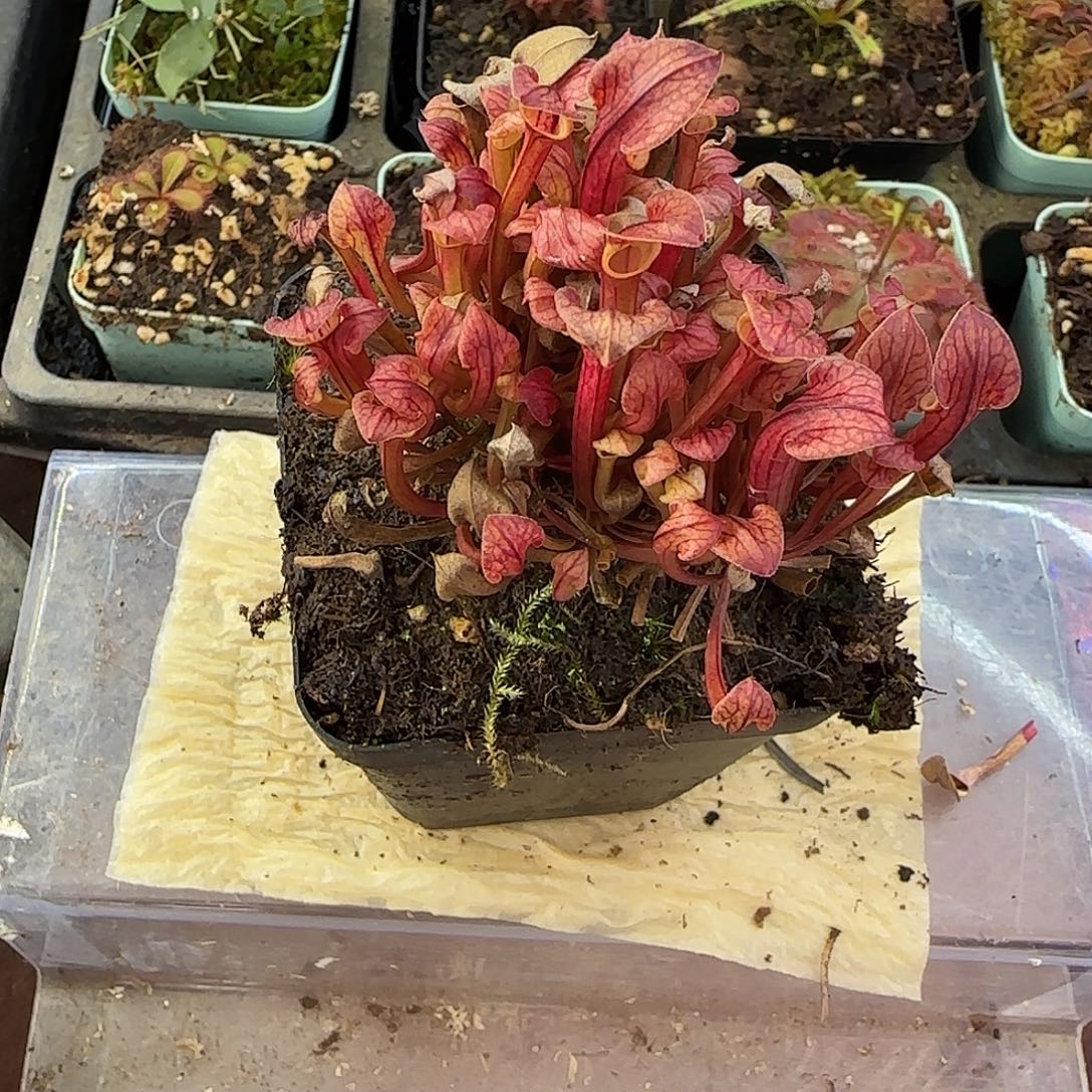 无花朵超级华丽黄