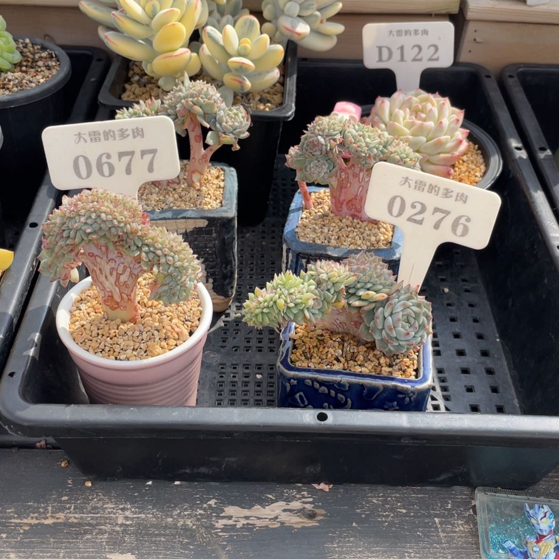 ✨***o06770276冰魄不带盆两颗