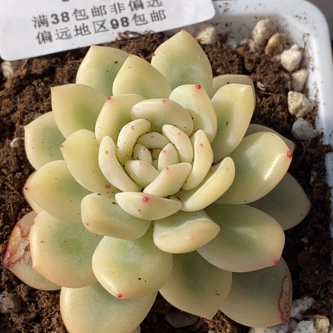 717梦露锦大锦单头