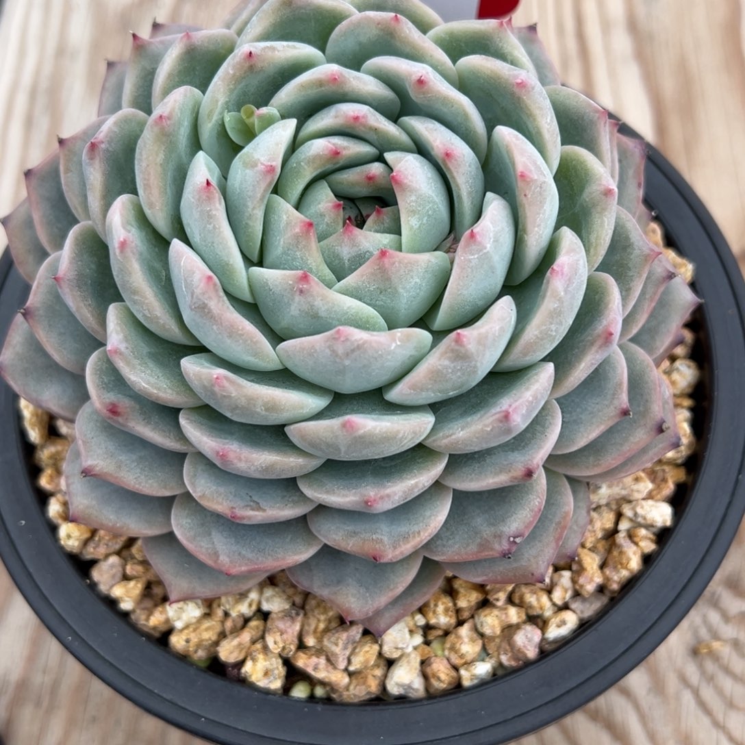 萌***。1102多肉多多多多多