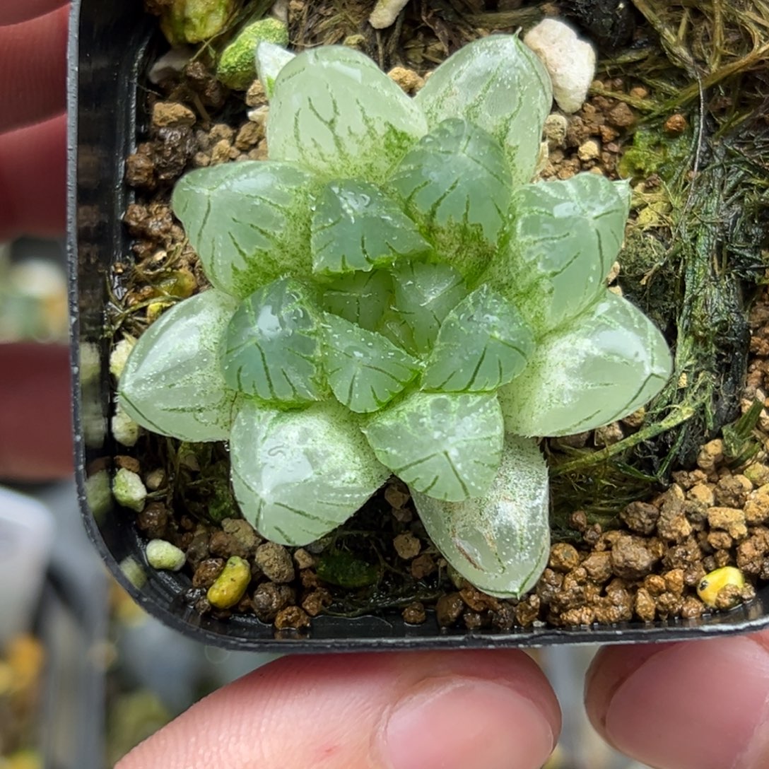 37雨斑龙爪玉露锦一物一拍