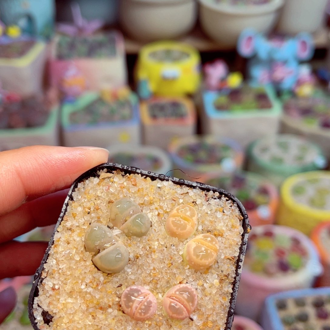 404。88888888555555588855