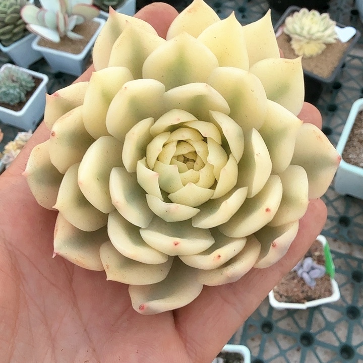 海蓝锦  锦上园艺一物一拍