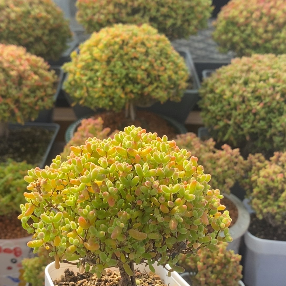 开播福利蜜橘糖球2302