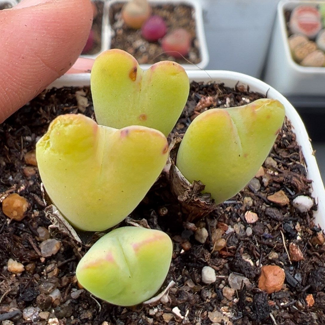 2.16好看的多肉853