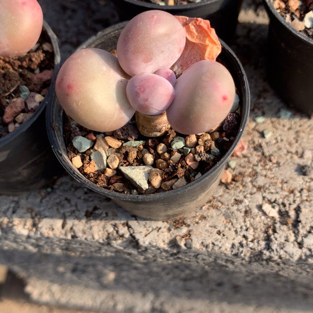 奶酪多肉，鸡蛋奶酪