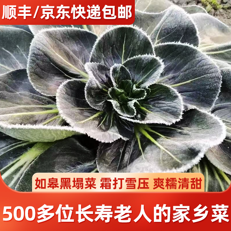 [顺丰包邮]如皋特产霜打黑塌菜3斤/5斤长寿乡农家种植 时令蔬菜  