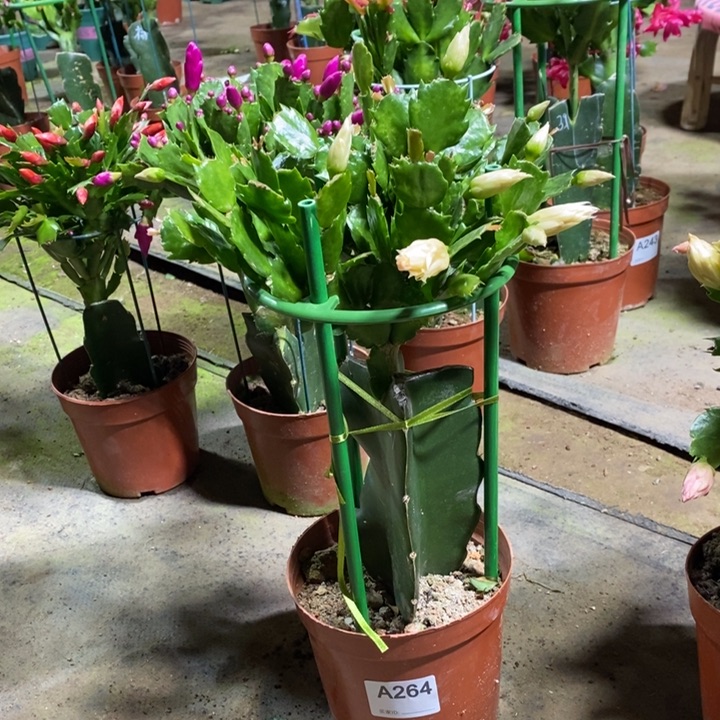 大部分花苞少量开放264嫁接031