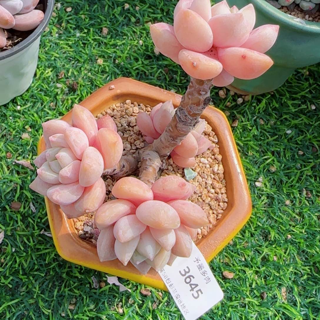 露凝香，3645多肉植物