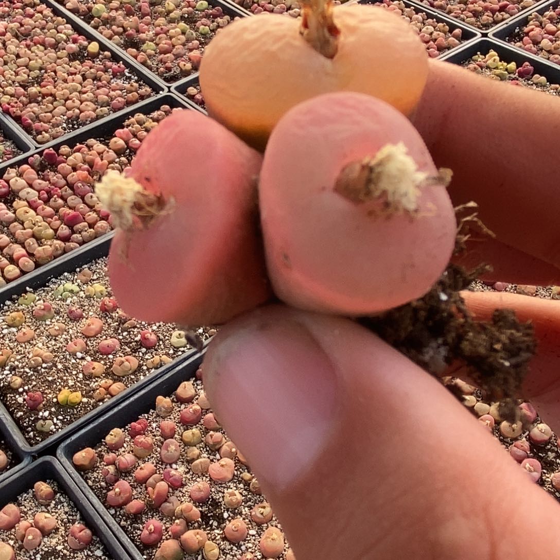 26132冰魄荔枝窗2颗。    