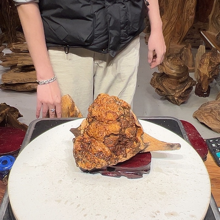 松木（琥珀木）王*