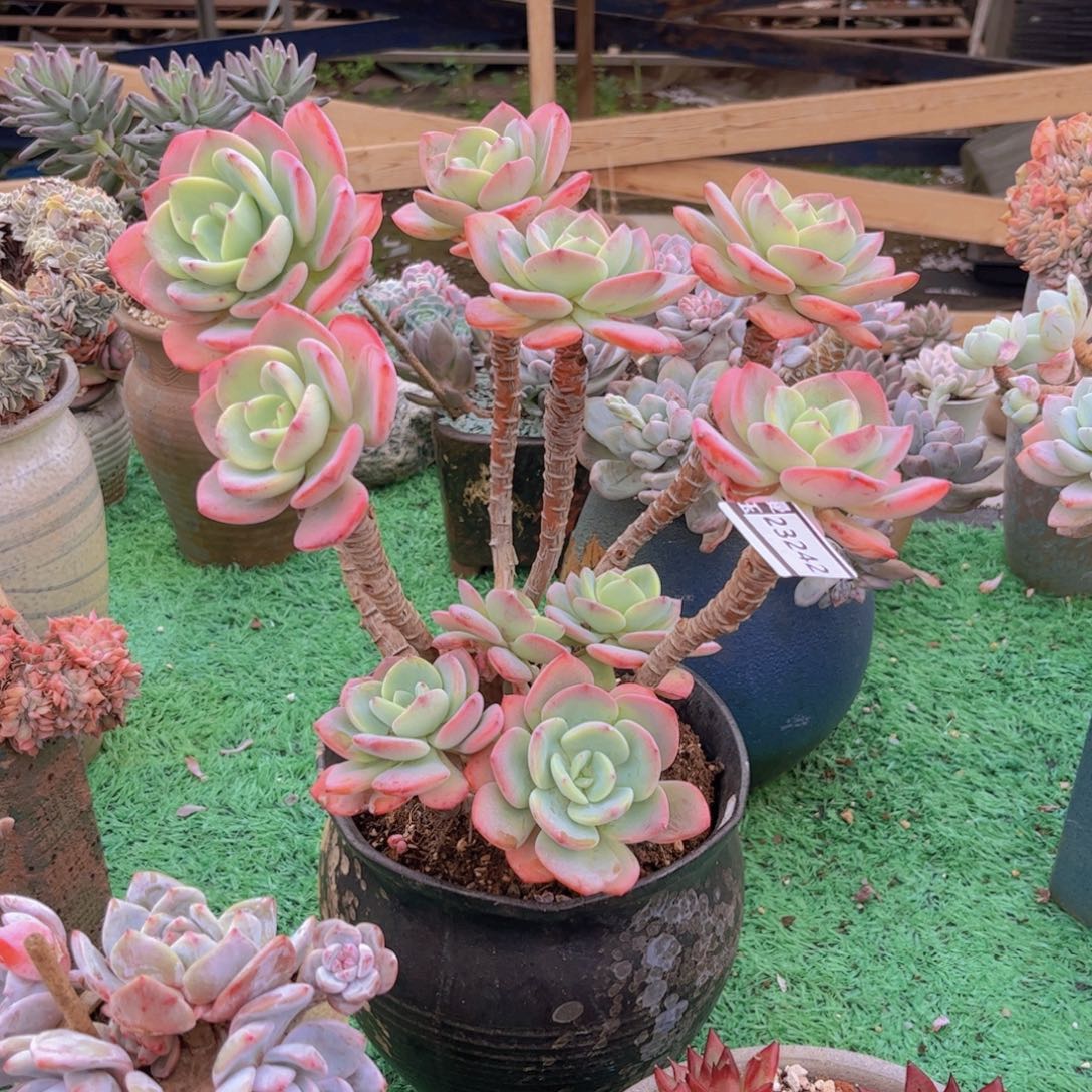 叶***桐白月光多肉植物23242