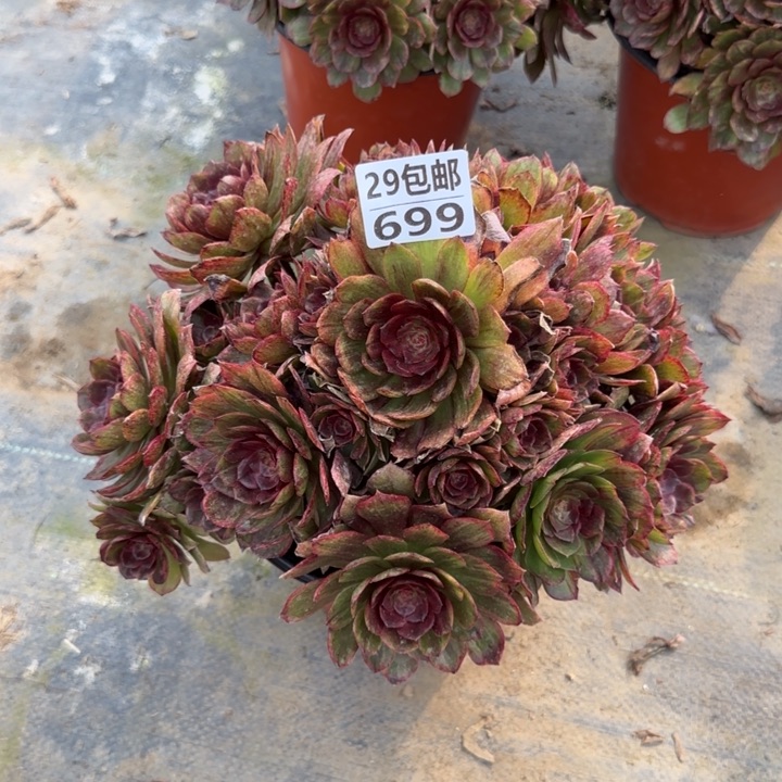 红丝绒……多肉植物……