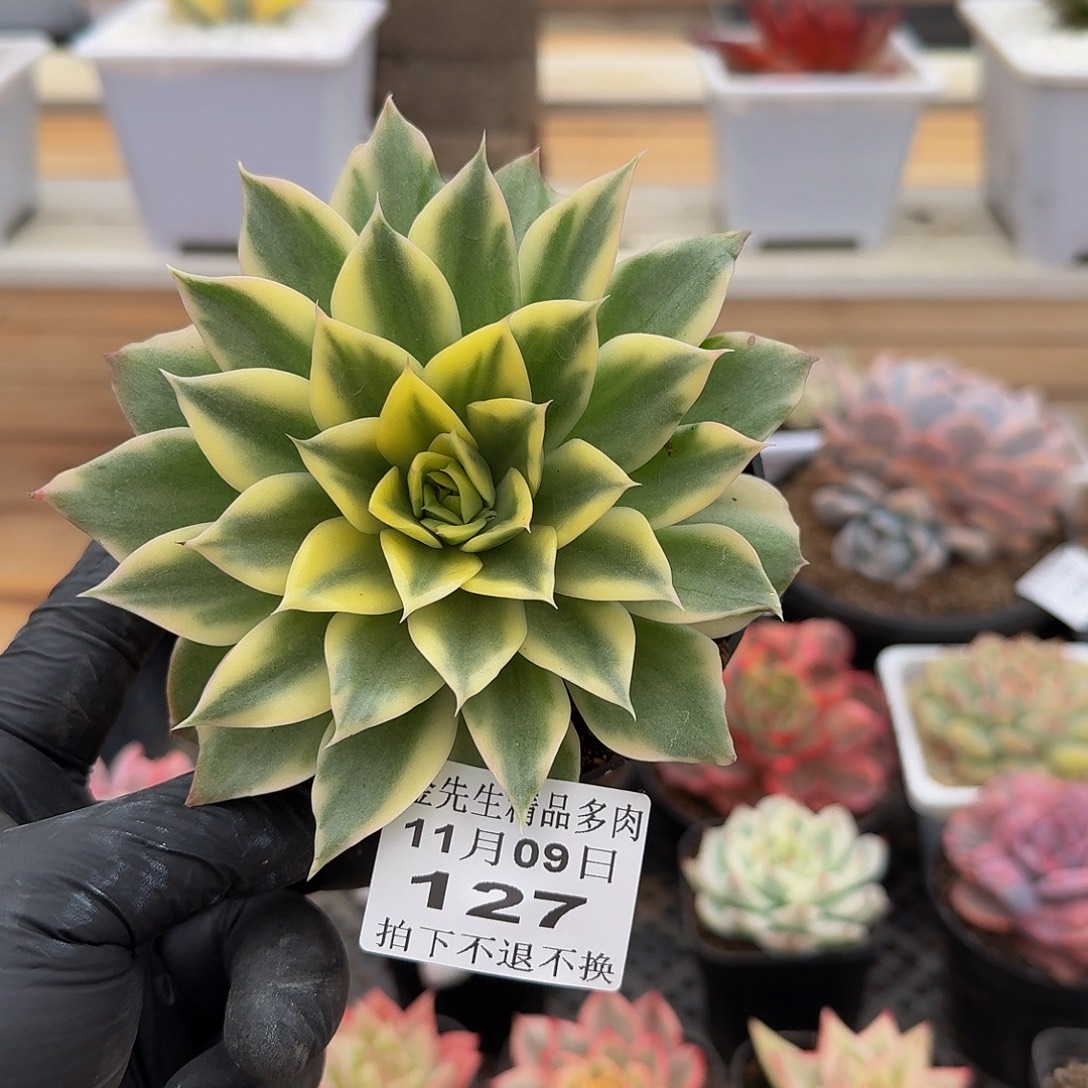 1109-127海浪锦单头