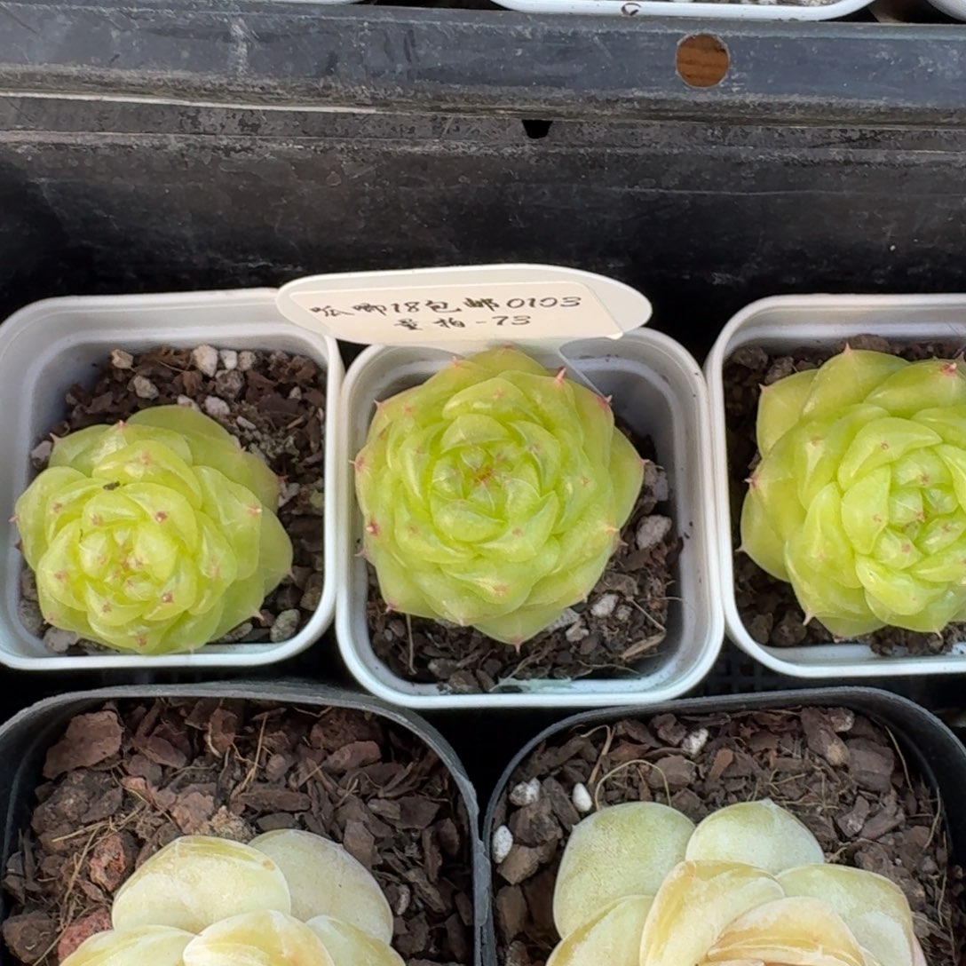 0103-73-无双珍妮单头量拍