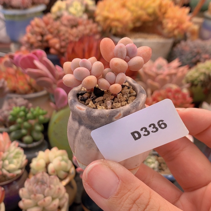 一物一拍含盆土满38包邮D336