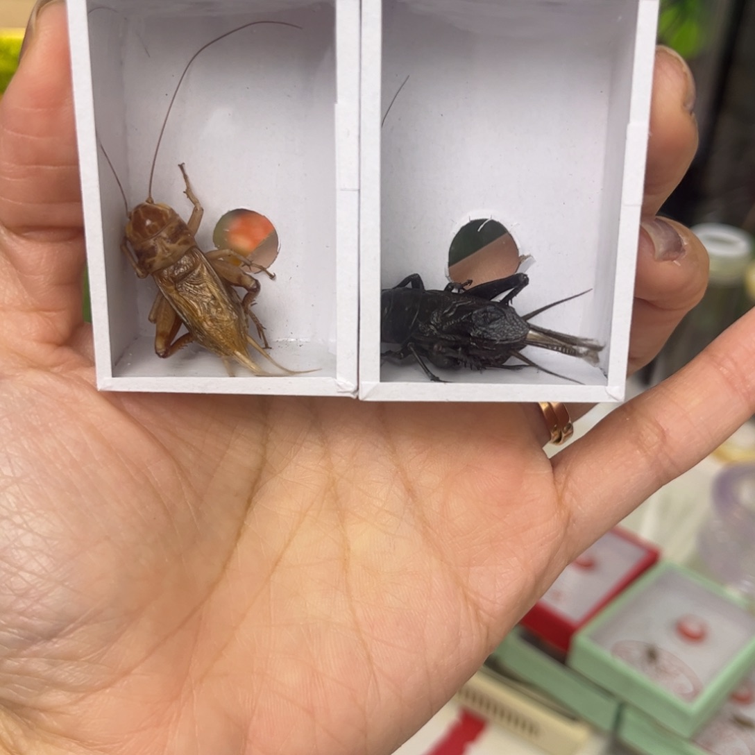 湧***鎶随单油葫芦2只拍拍拍