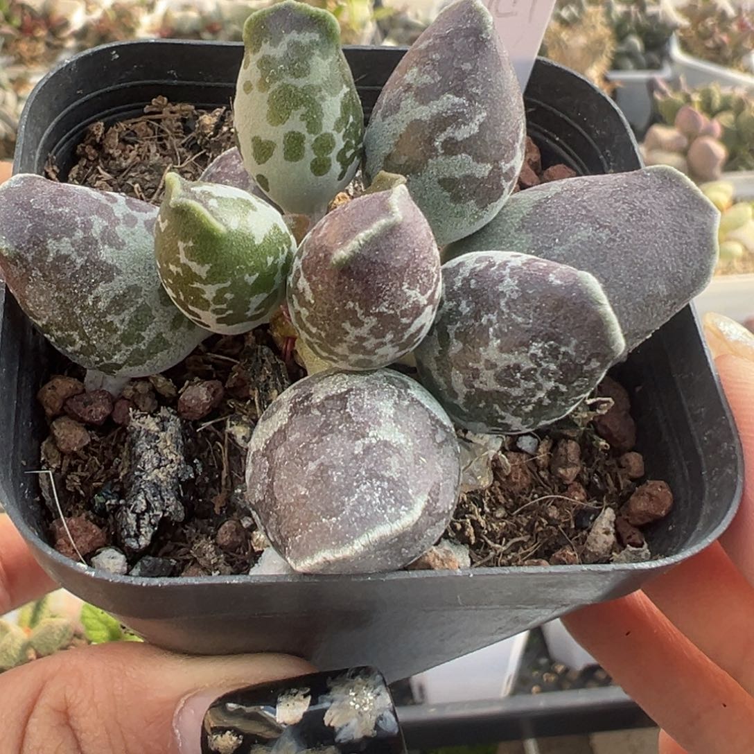 雪花肥牛斑海豹老桩39
