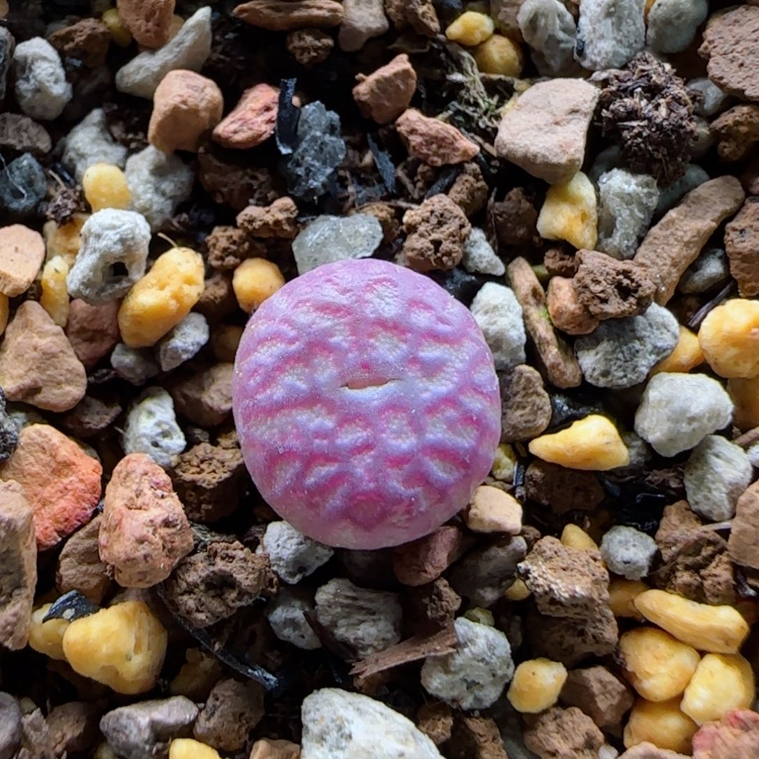 1-14-2-1当天满58包邮精品杂交1cm多肉脱土