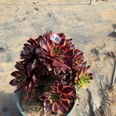 7-80欧嘉莉多肉植物