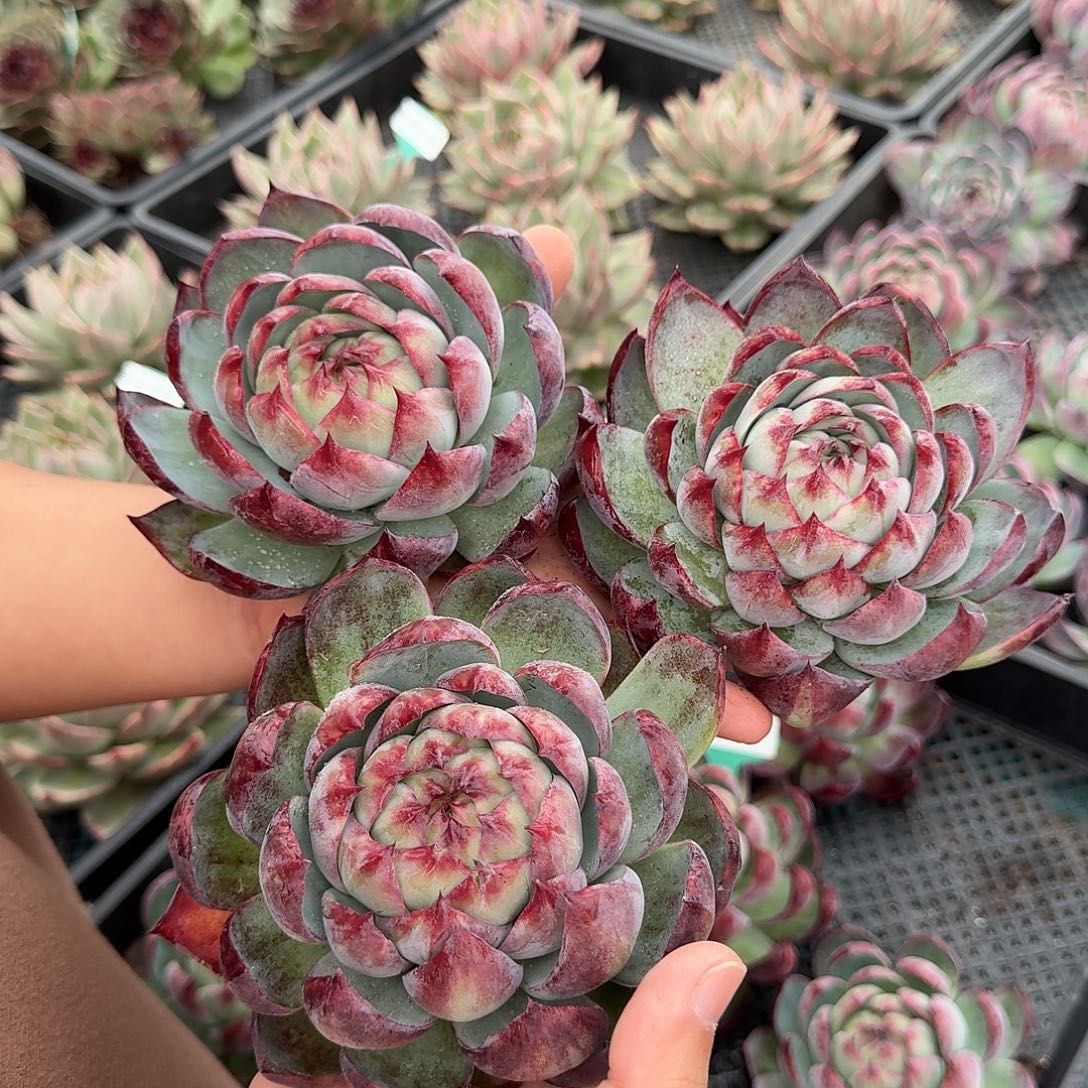 从前慢花园多肉编号双十一惊鸿仙子