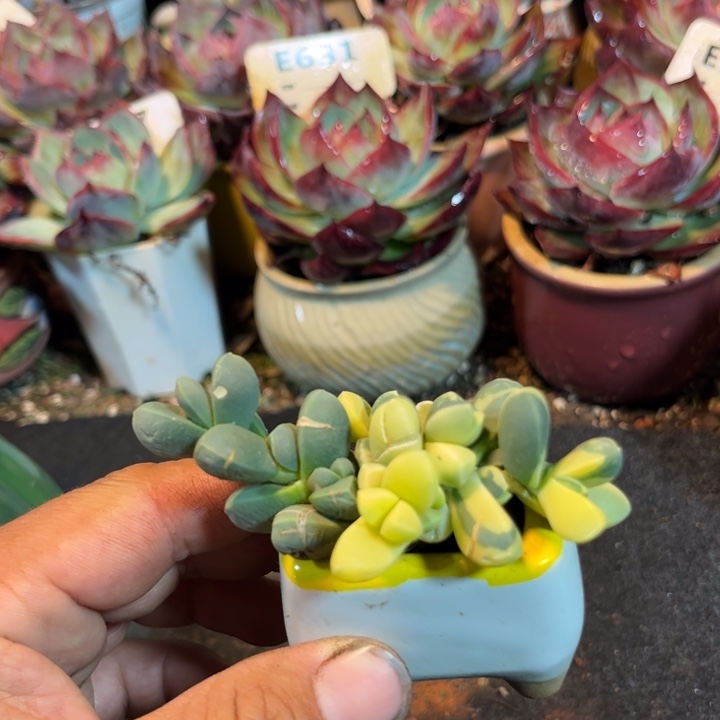 鹿角海棠锦多肉植物