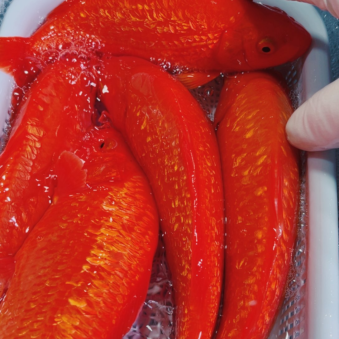 锦鲤锦鲤冷水鱼观赏