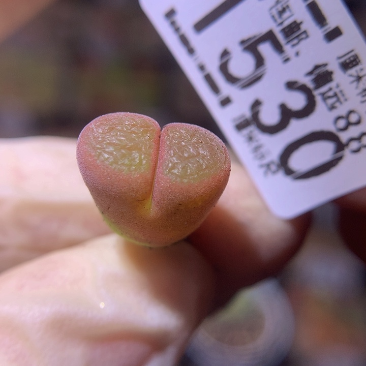 Sss精品生石花1530