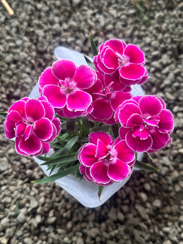 单颗康乃馨奥斯卡女王品种带花带花苞带土带盆