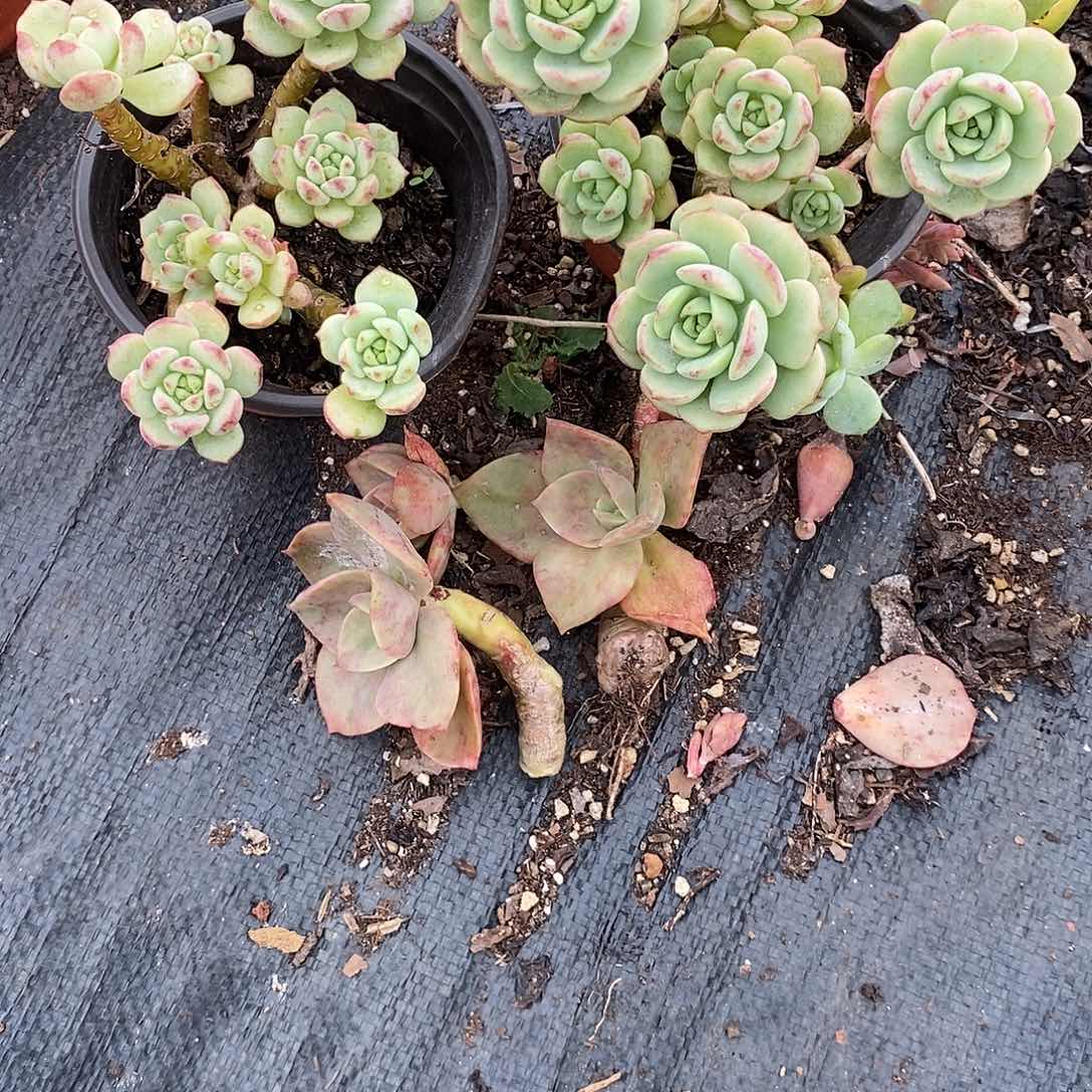 尖***叶两盆香草，2根贺氏