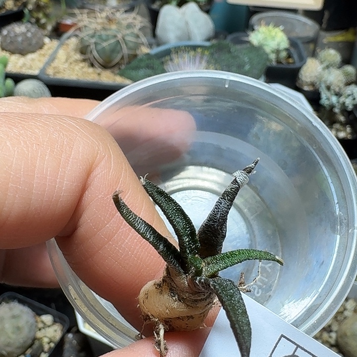 枫***竹629龙舌兰岩牡丹脱土发货