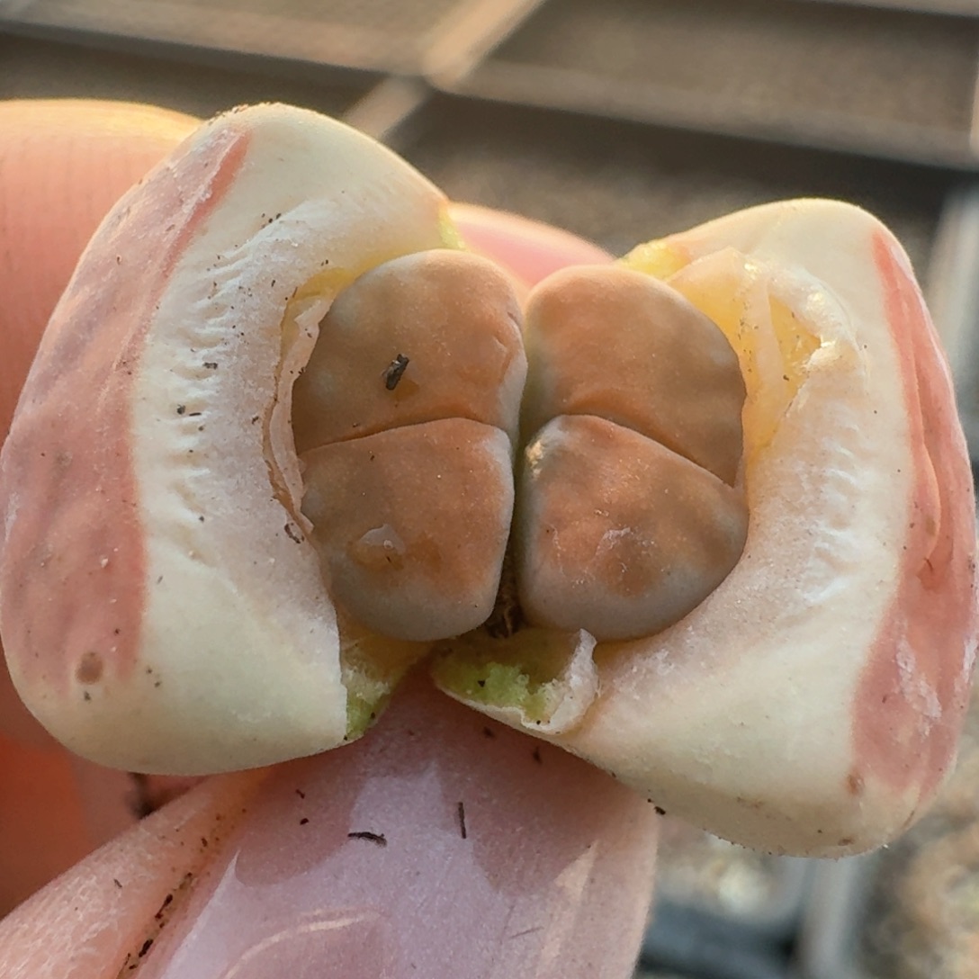 110一颗000000000000