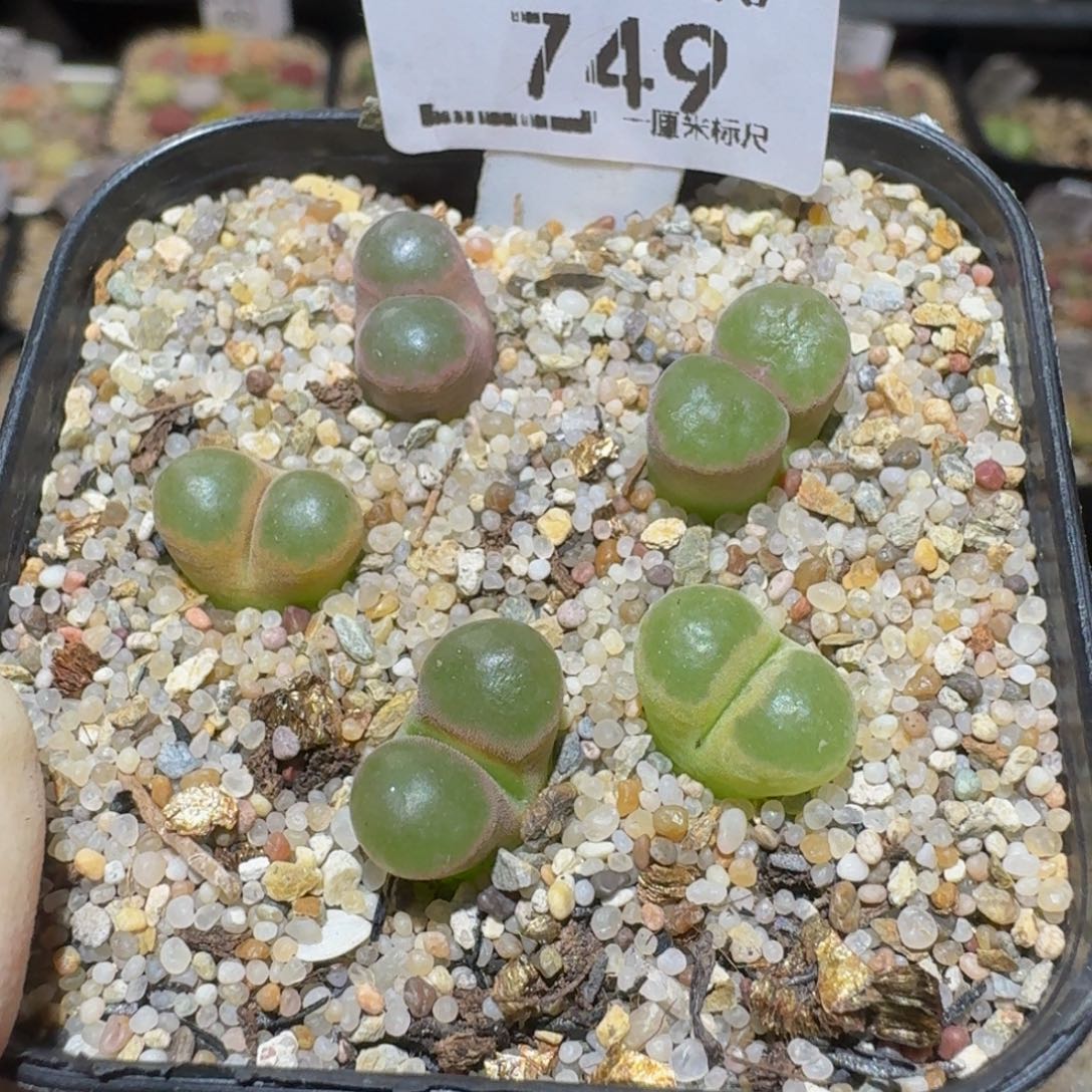 Ssss精品生石花749