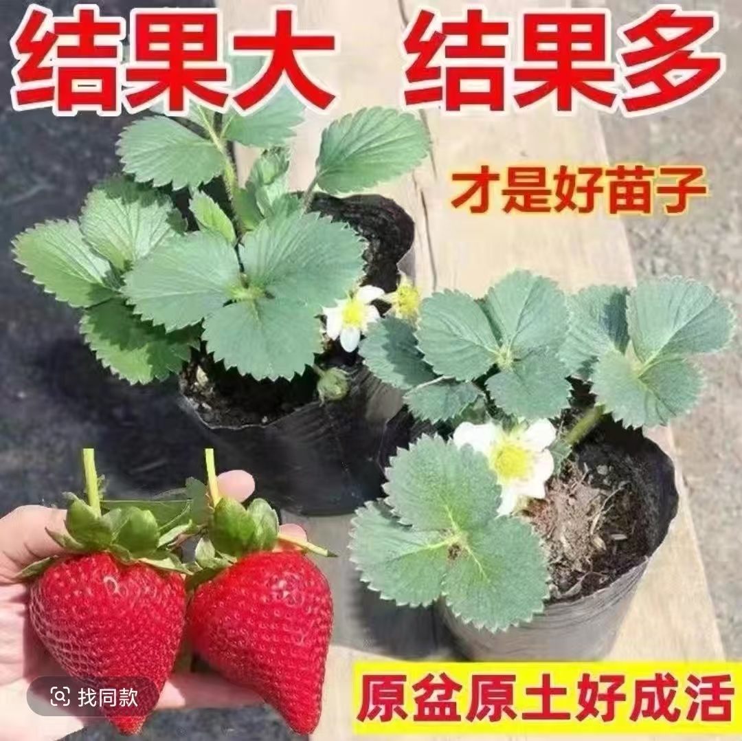 【6盆包邮+30天开花】奶油草莓苗久香红颜阳台庭院盆栽四季结果苗