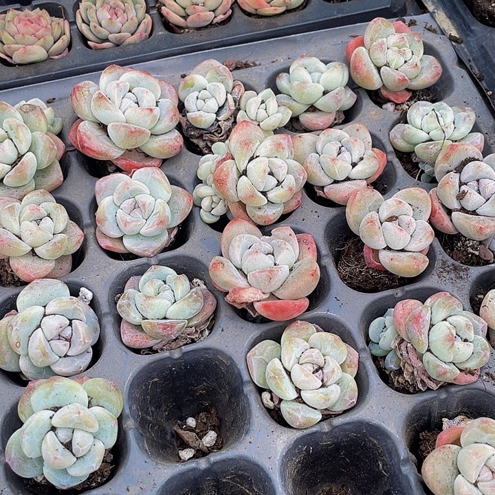 单头小冰玉1元带土发