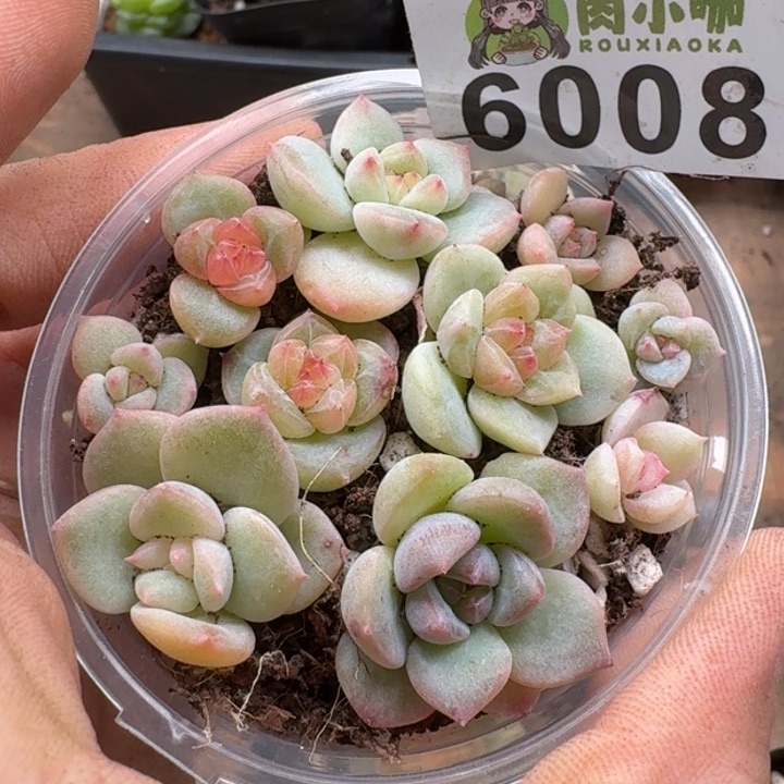 多肉植物多肉植物