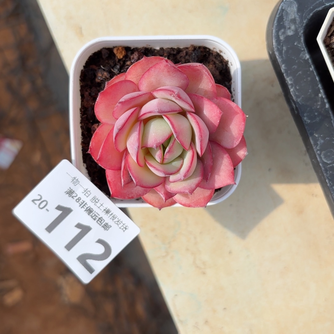 牡丹亭多肉多肉多肉