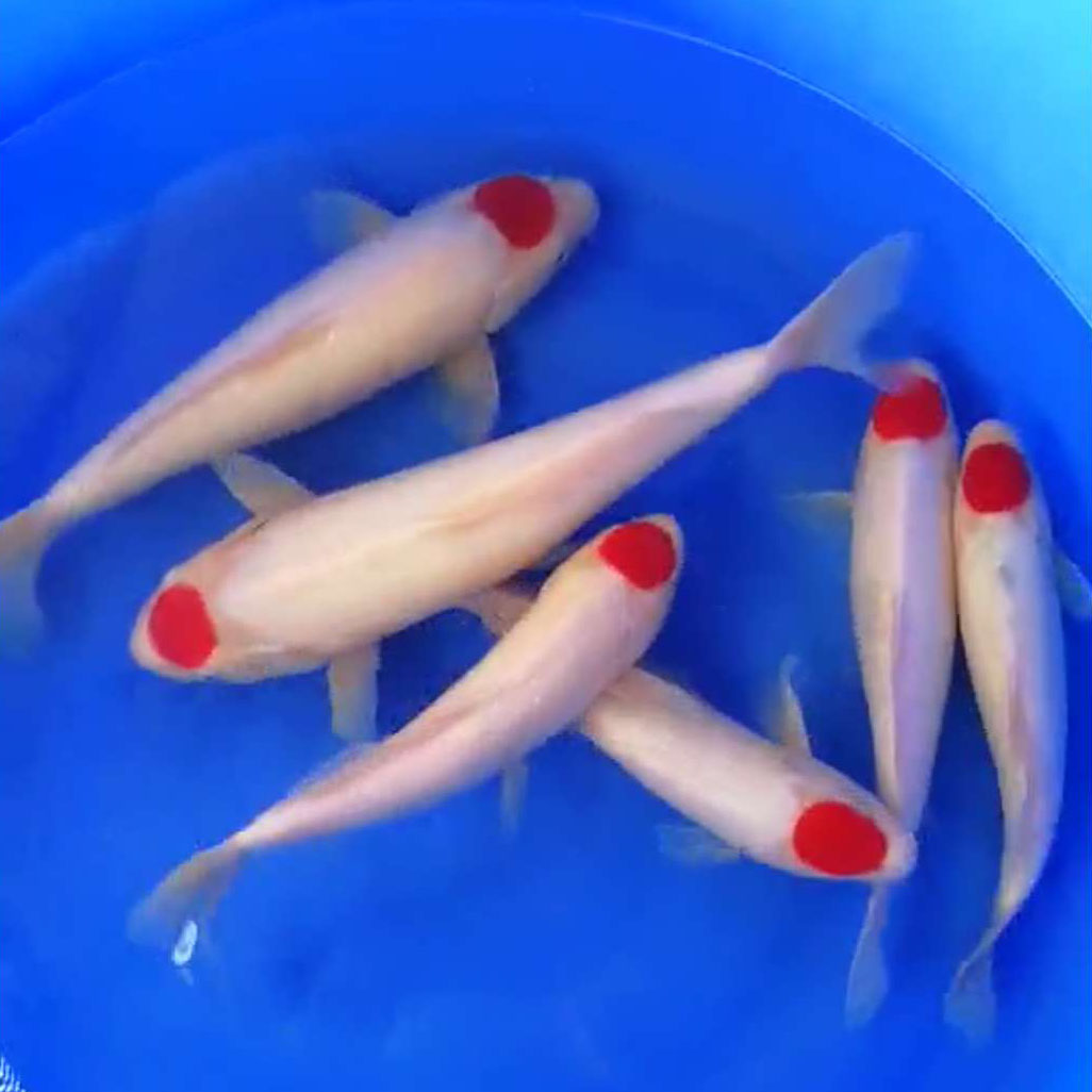 包邮精品淡水好养精品锦鲤招财鱼