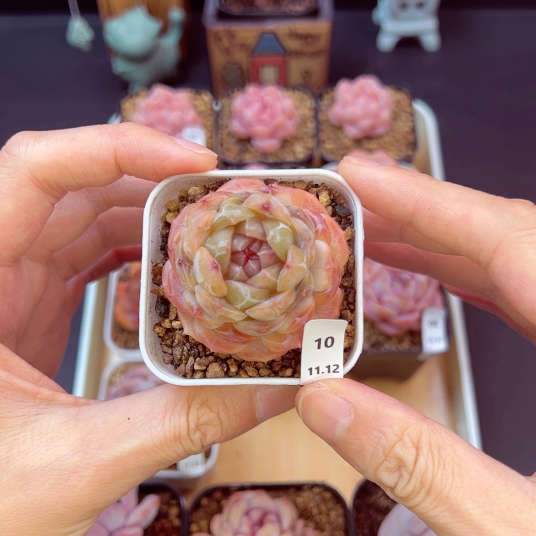 白恋10、哈哈哈哈哈