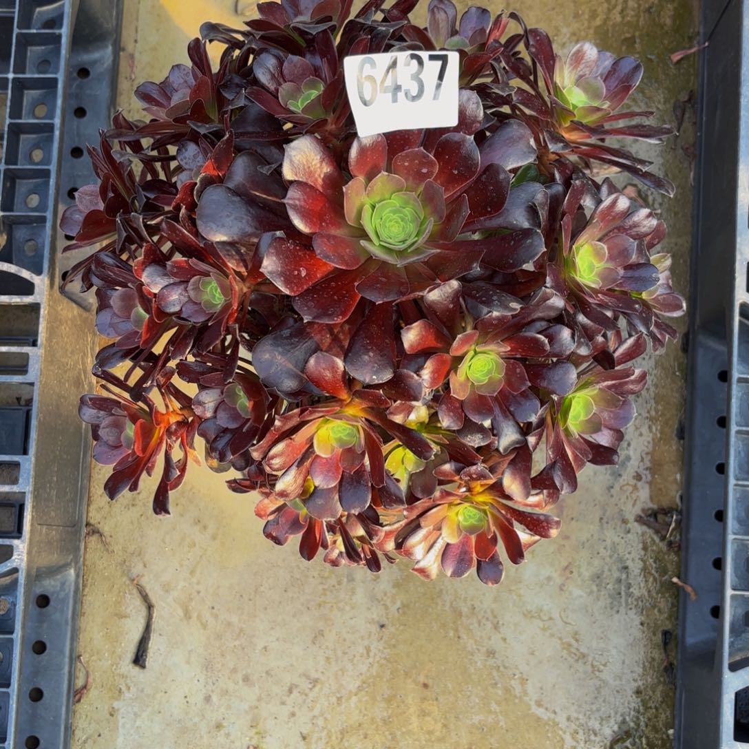 无花朵6437欧紫法师1111111