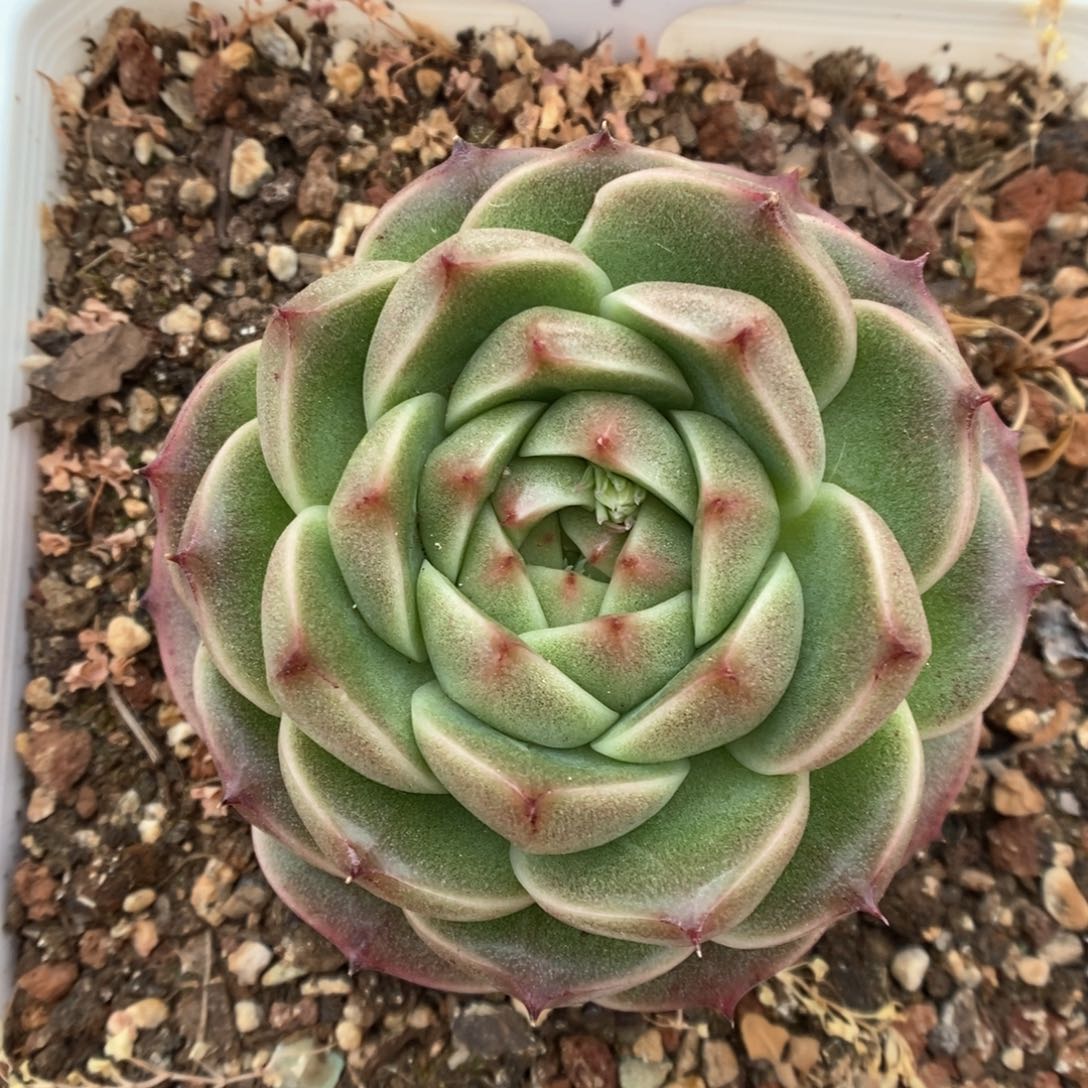 翡冷翠麦秆可拍567号。  